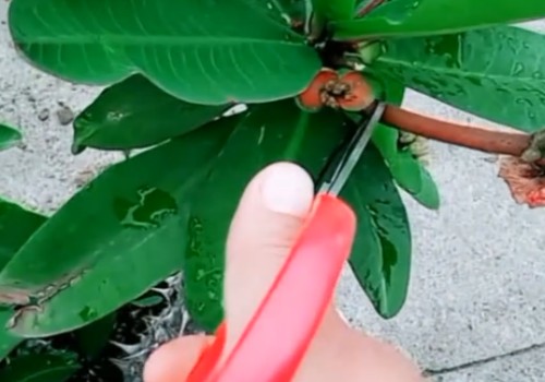虎刺梅养护技巧