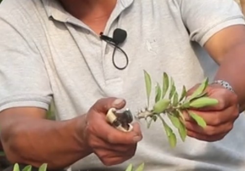 虎刺梅剪枝口怎么处理1