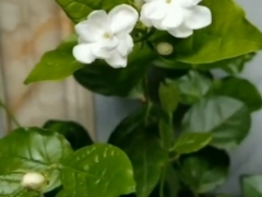 茉莉花开花少或不开花的原因