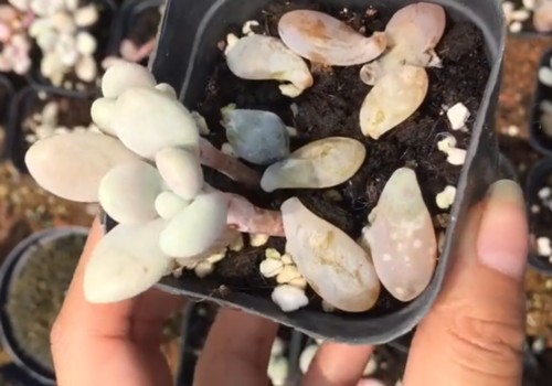 多肉植物化水怎么办
