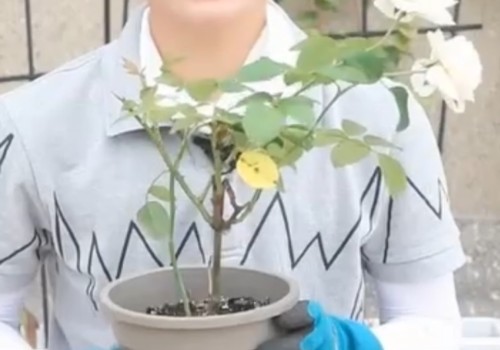 月季花期该怎样养护1