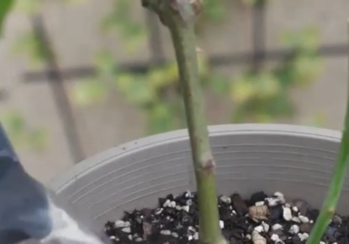 月季花期该怎样养护3