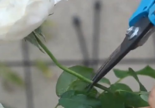 月季花期该怎样养护2