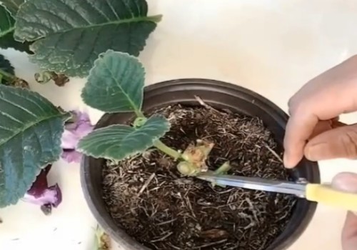 芙蓉花开完花怎么护理