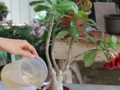 沙漠玫瑰怎么能把根茎养粗