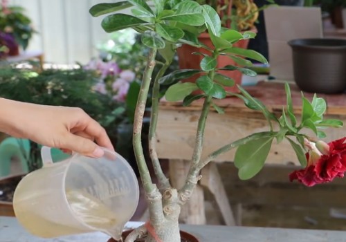 沙漠玫瑰怎么能把根茎养粗