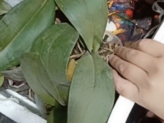 蝴蝶兰催花技巧