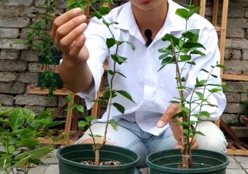 茉莉花叶子出现打卷、扭曲变形怎么处理