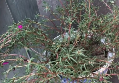 怎样让太阳花爆盆