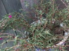 怎样让太阳花爆盆