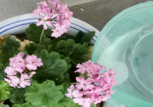怎样让天竺葵快速开花