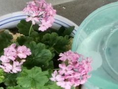 怎样让天竺葵快速开花