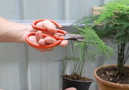 文竹长得慢还黄叶怎么办2
