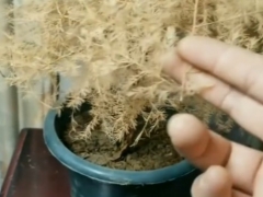 文竹枝叶全部黄了还能恢复吗