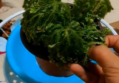 卷柏蔫了怎么办