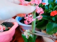 水培风信子花谢后怎么处理
