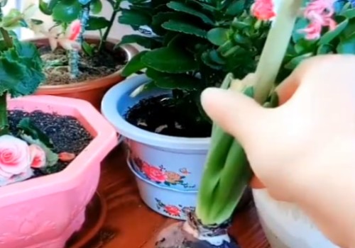 水培风信子花谢后怎么处理2