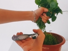 铜钱草长势不好怎么办