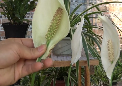 白掌的花朵变黄怎么办1