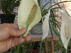白掌的花朵变黄怎么办