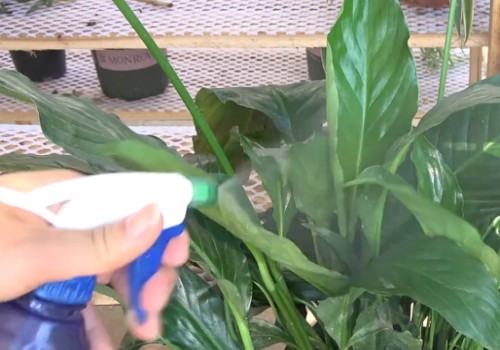 白掌的花朵变黄怎么办2
