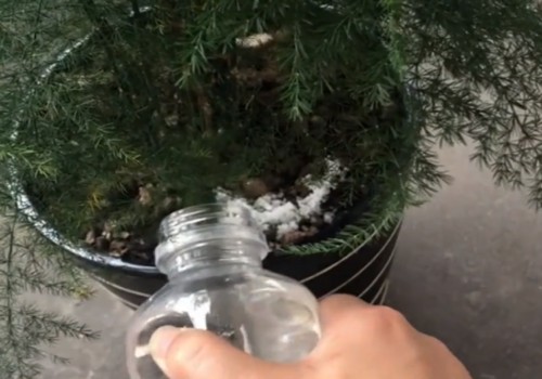 文竹黄叶怎么处理3