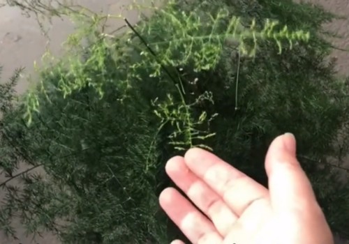 文竹黄叶怎么处理4