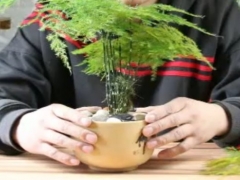 文竹叶子发黄怎么挽救
