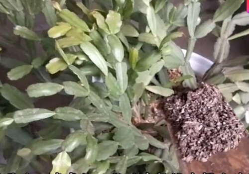 如何把蟹爪兰养好2