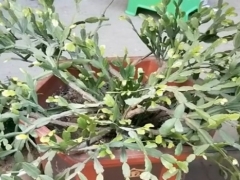 如何把蟹爪兰养好