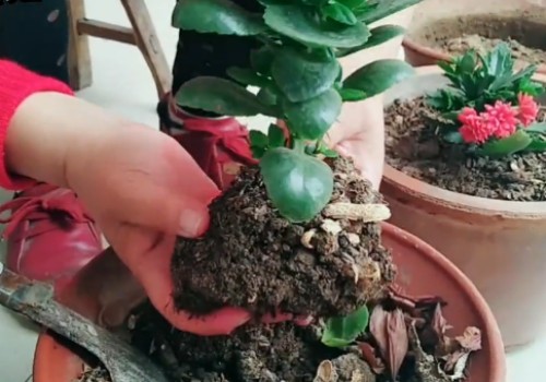 长寿花修剪之后怎么管理1
