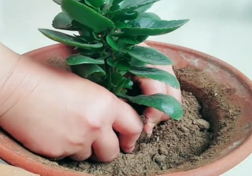 长寿花修剪之后怎么管理2