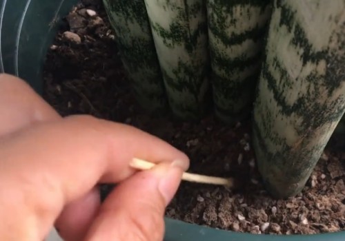 怎么让虎皮兰发新芽