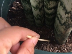 怎么让虎皮兰发新芽