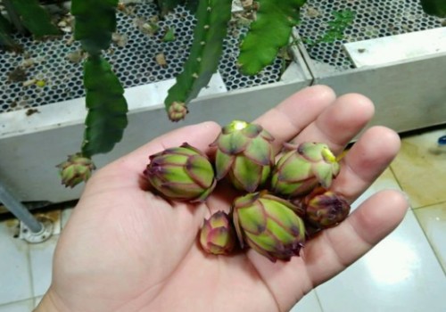 火龙果花期枝条干瘪怎么回事