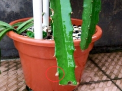 怎样让火龙果长花芽