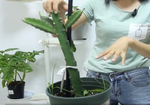 火龙果枝条长得很细怎么办