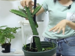 火龙果枝条长得很细怎么办
