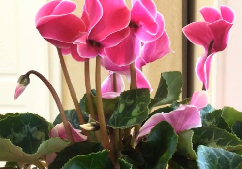 怎么养好仙客来这花