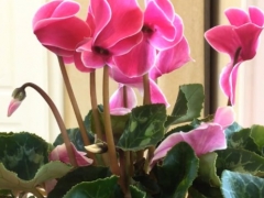 怎么养好仙客来这花