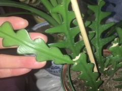 鱼骨令箭卷曲了怎么办