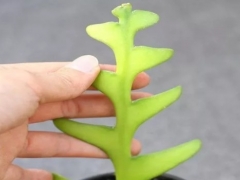 怎样养好鱼骨令箭