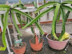 如何让火龙果枝条下垂