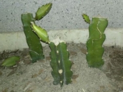 火龙果为什么只长侧芽不长高