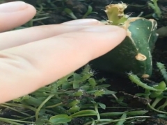 火龙果苗怎么长粗壮