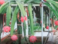 火龙果每天需要光照多长时间