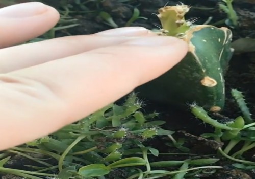 火龙果苗怎么长粗壮