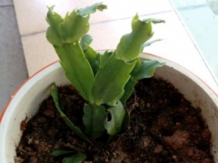 蟹爪兰长得慢怎么办