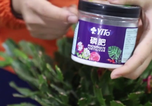蟹爪兰生长缓慢不开花怎么办1