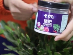 蟹爪兰生长缓慢不开花怎么办